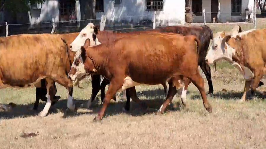Lote 46 Vacas usadas preñadas en Corrientes, Mercedes