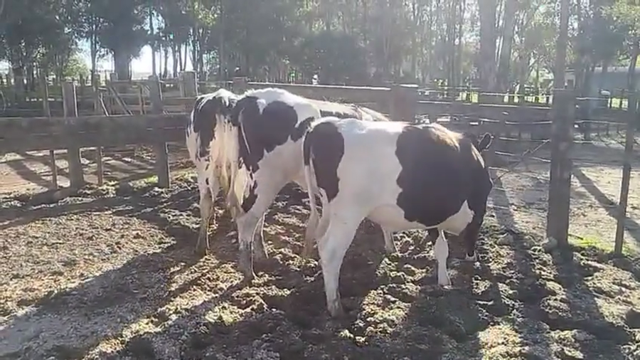 Lote 3 Vaquillonas  a remate en Pantalla Camy 470kg - , San José