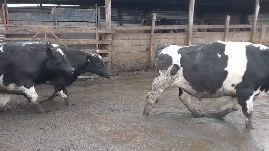 Lote 42 Novillo Gordo en Cabrero, VIII Región Biobío