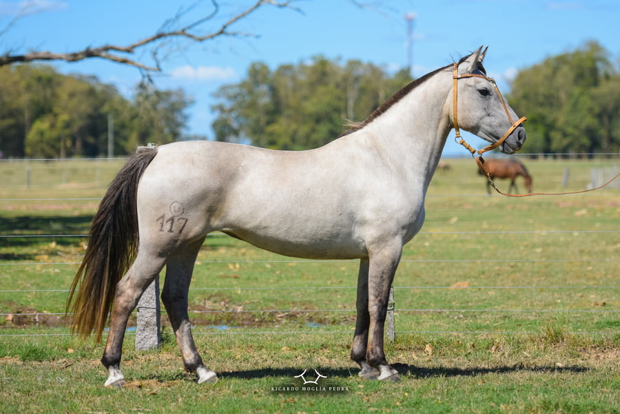 Lote RP 117 - Fantasia