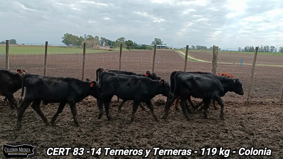 Lote 14 Terneros y Terneras en Colonia