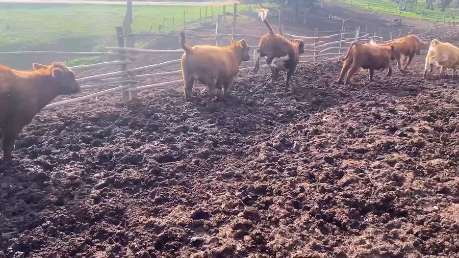 Lote 30 Ternera en Nogales, V  Región Valparaíso