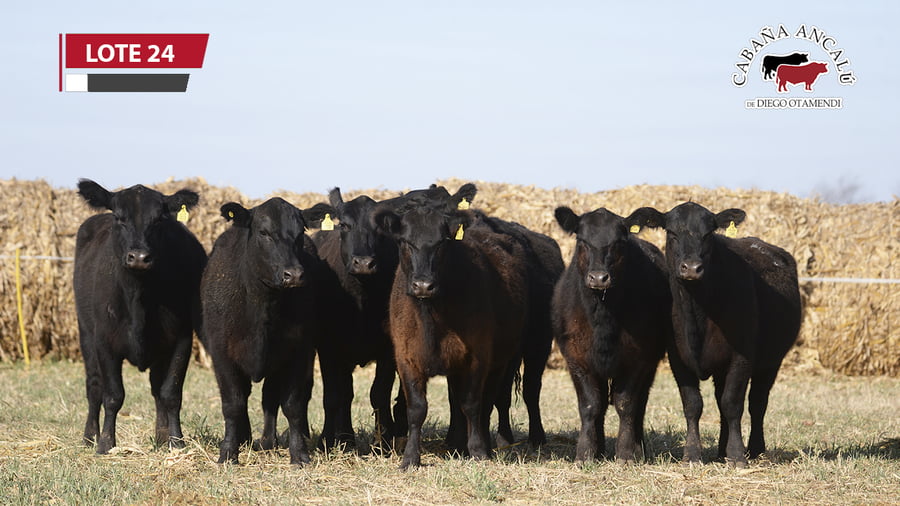 Lote VAQUILLONAS NEGRAS PARICION OTOÑO