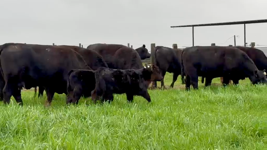 Lote VAQULLONAS A. ANGUS PC Cabaña El Cortijo