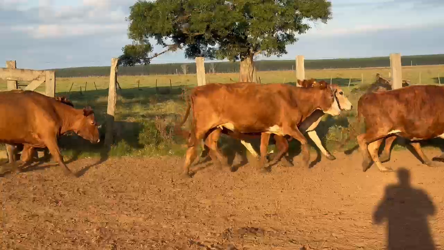 Lote 40 Vacas de invernar en Corrientes, Guaviravi