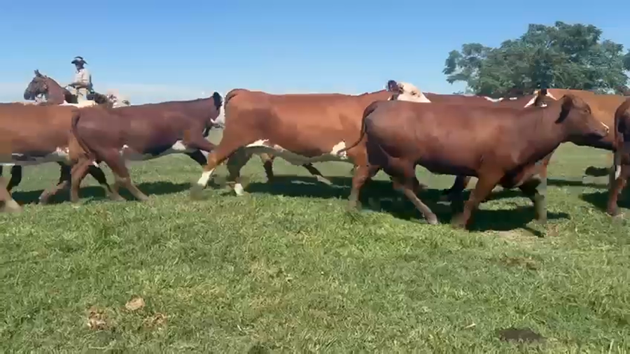 Lote 31 Vaquillonas en Corrientes, Mercedes