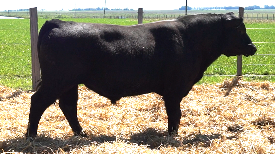Lote 2 Toros a remate en 22º Remate Anual La Magdalena, Salto