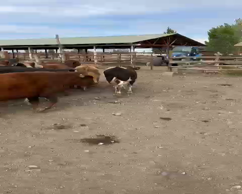 Lote 110 Novillo Engorda en XVI Región Ñuble, Chillán