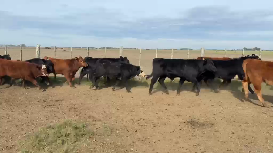 Lote TERNEROS