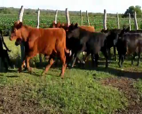 Lote 195 Terneros/as en Santa Elena, Entre Ríos