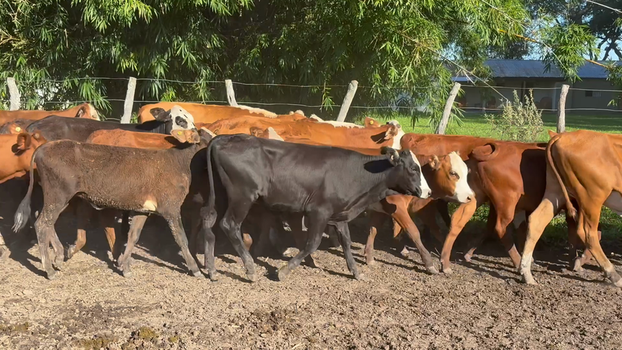 Lote 80 Terneras