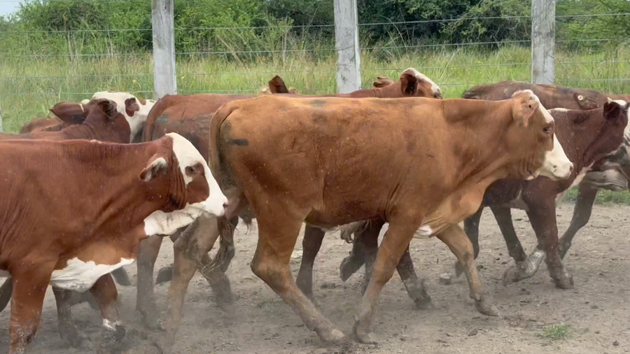 Lote 110 Terneros en Corrientes, Mercedes