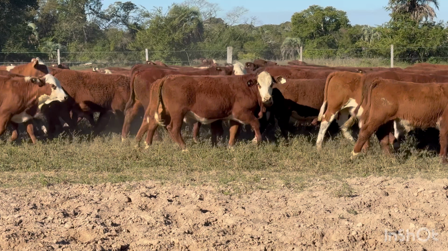Lote 150 Terneros en Corrientes, Lavalle