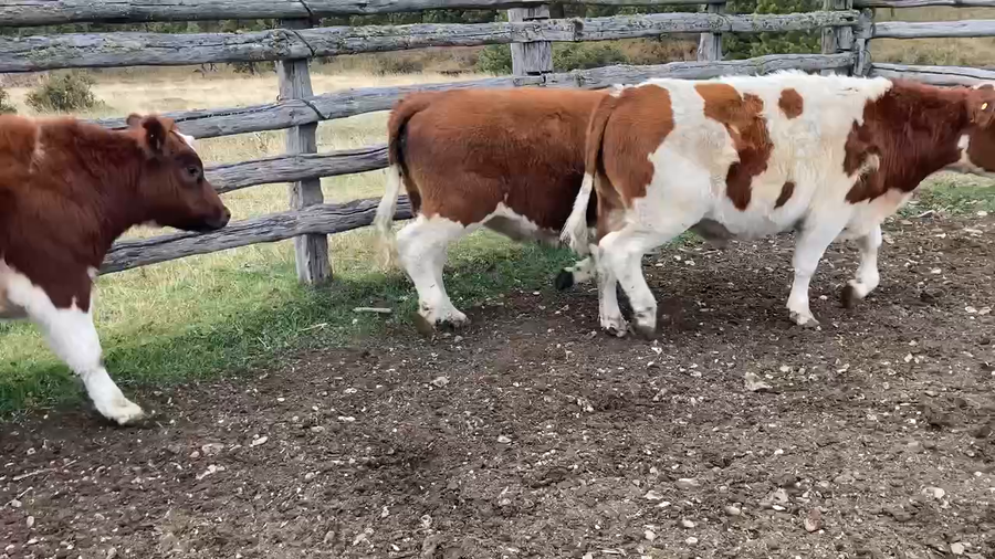 Lote 19 Novillo Engorda en XI Región Aysén, Coyhaique