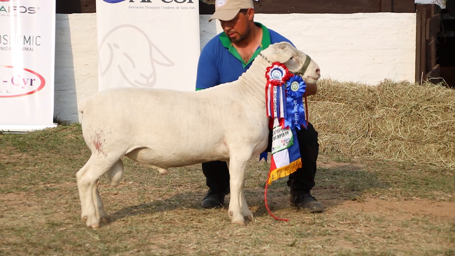Lote Lote 38 - Ovinos