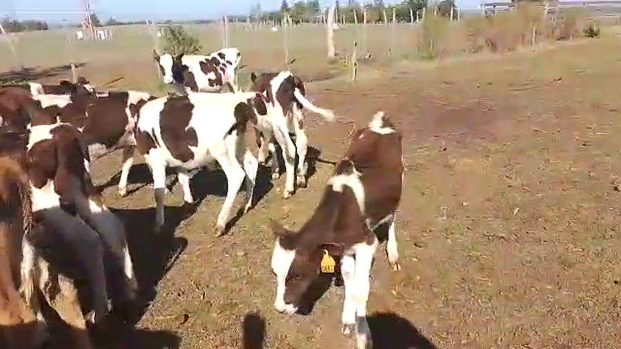 Lote 16 Terneros Holando a remate en Pantalla Camy en Chamizo