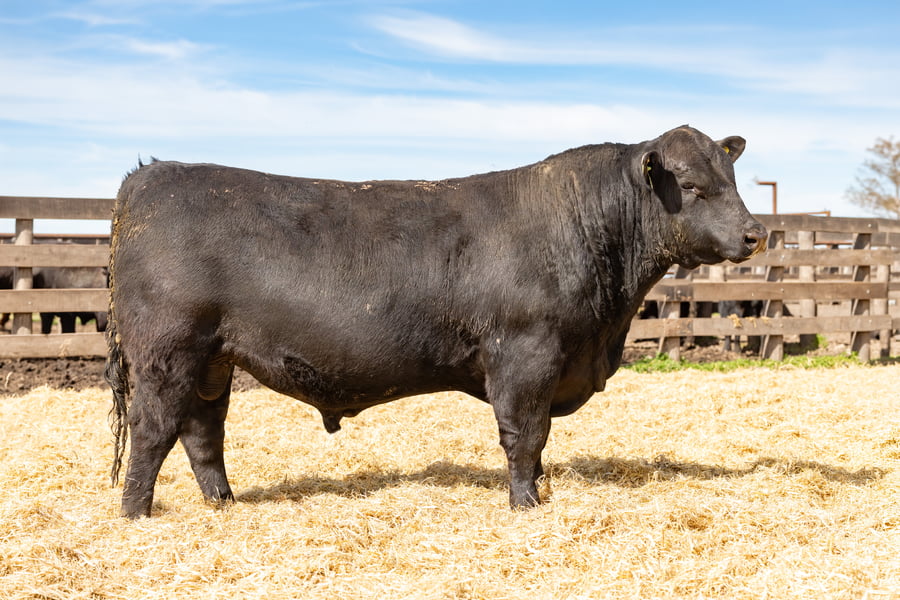 Lote Toro PP