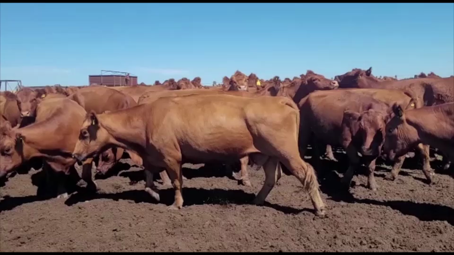 Lote 156 Vacas Preñadas c/Gtia