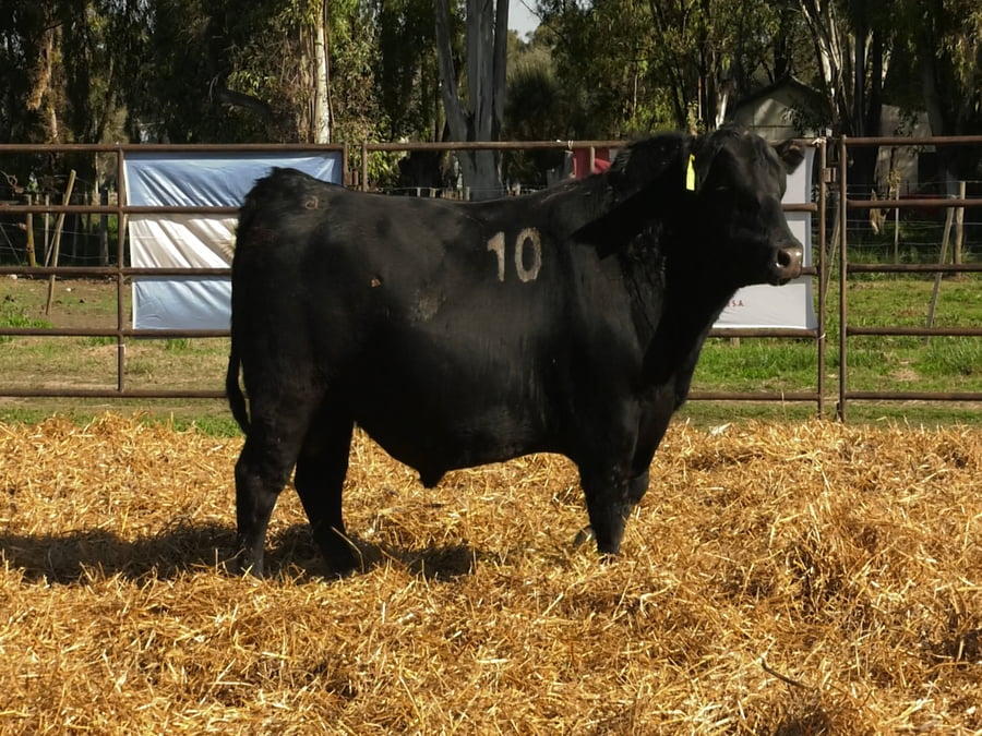 Lote TOROS ANGUS NEGROS PC