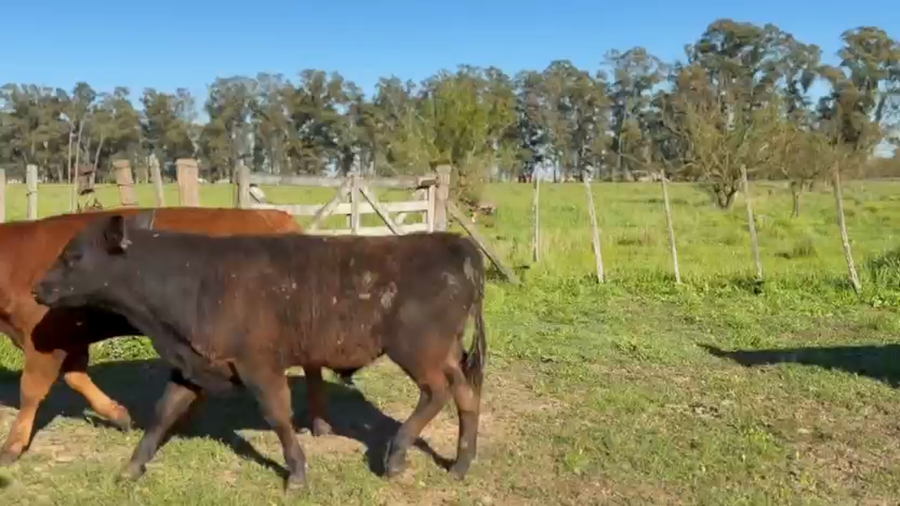 Lote 30 Vacas ALC paridas preñadas y con servicio