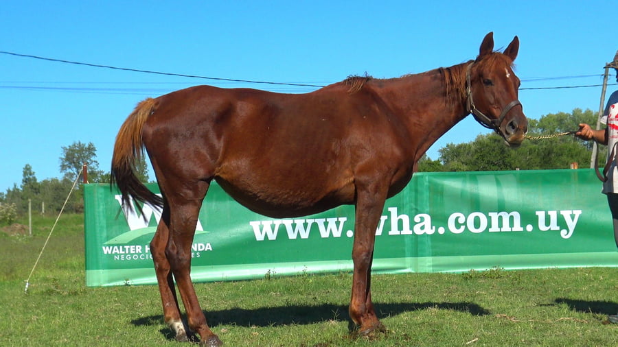 Lote MISS IPANEMA (BRZ)