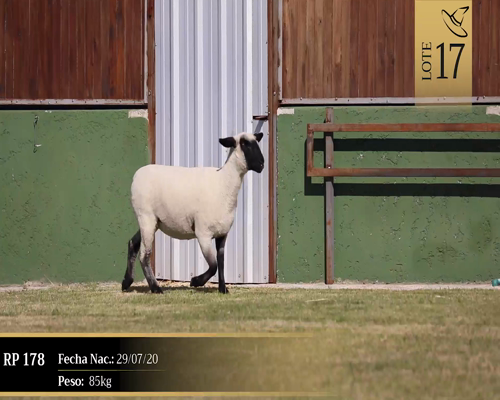 Lote Borregas a remate en Cabaña Las Brujas, San José