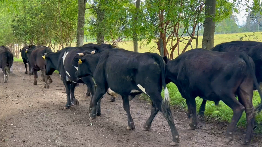 Lote 40 Novillo Engorda en X Región Los Lagos, Río Negro