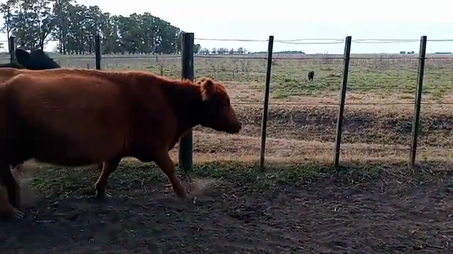 Lote 30 Vacas C/ gtia de preñez en Bolívar, Buenos Aires