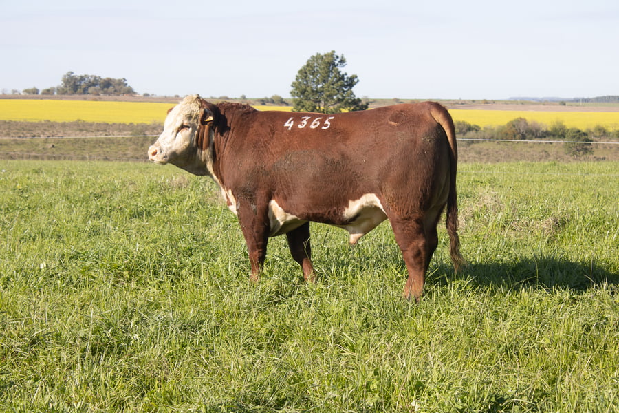 Lote 28