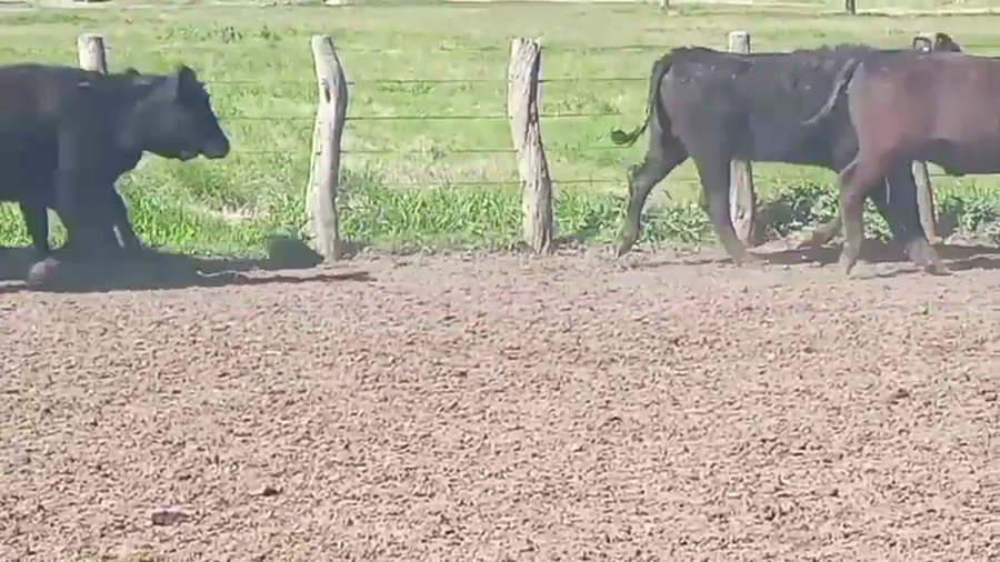 Lote 59 Vaquillonas en Corrientes, Curuzú-Cuatiá
