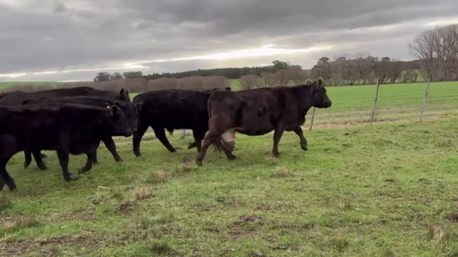 Lote 20 TERNS. MACHOS Y HEMBRAS, EN TANDIL, BS. AS.