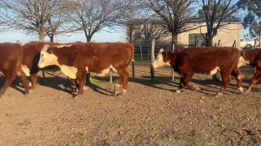 Lote 50 Novillos en Corrientes, Curuzú-Cuatiá