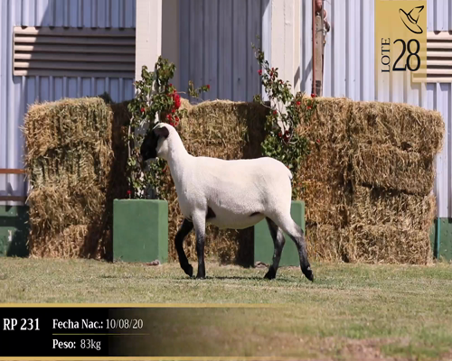 Lote Borregas a remate en Cabaña Las Brujas, San José