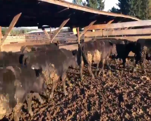 Lote 40 Novillo Gordo en Los Ángeles, VIII Región Biobío