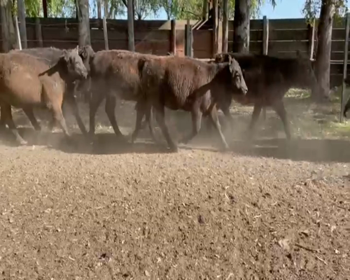 Lote 40 Terneras en Canelones, San Bautista