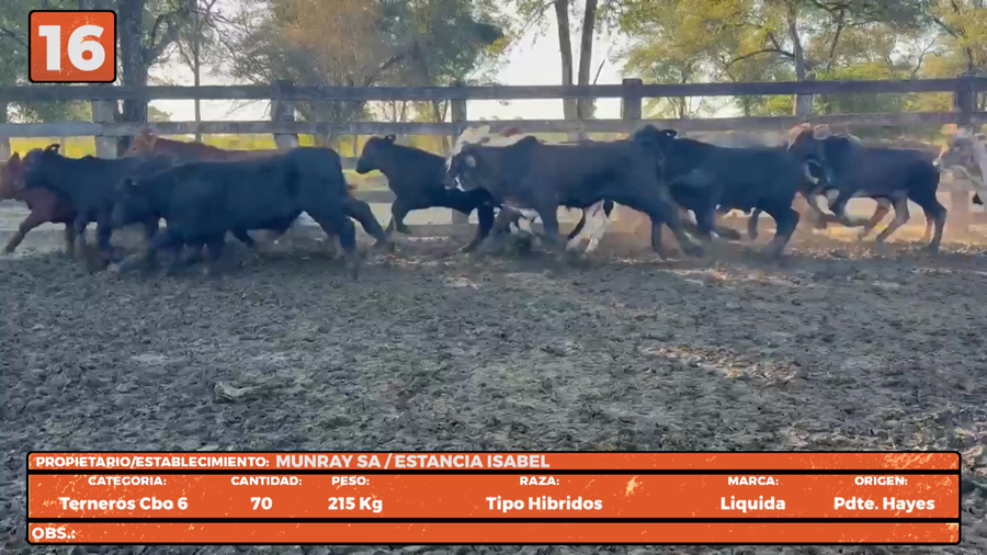 Lote LOTE 16