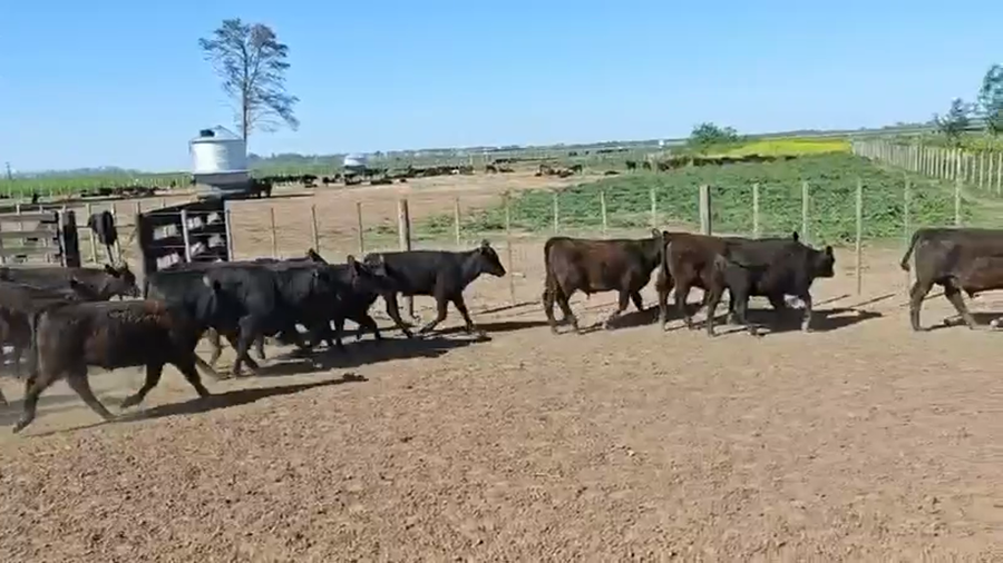 Lote 53 Terneros/as en América