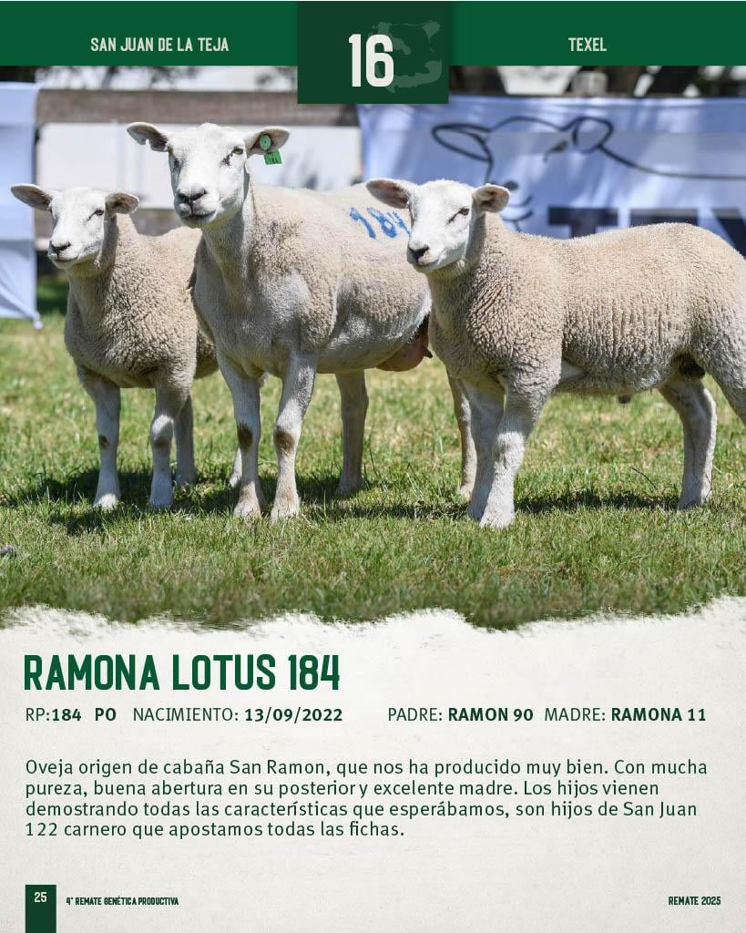 Lote Ovejas a remate en 4º Genetica Productiva, San José