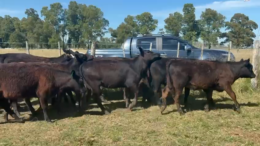Lote 25 Terneros/as