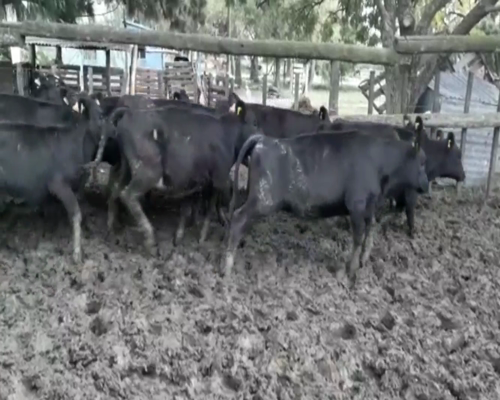 Lote Terneros y Terneras