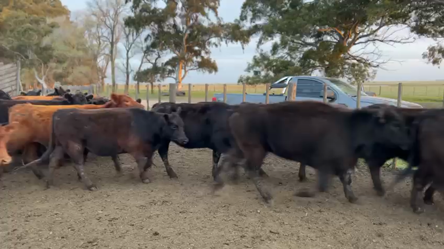 Lote 90 Vaquillonas preñadas en Gral. Lamadrid, Buenos Aires