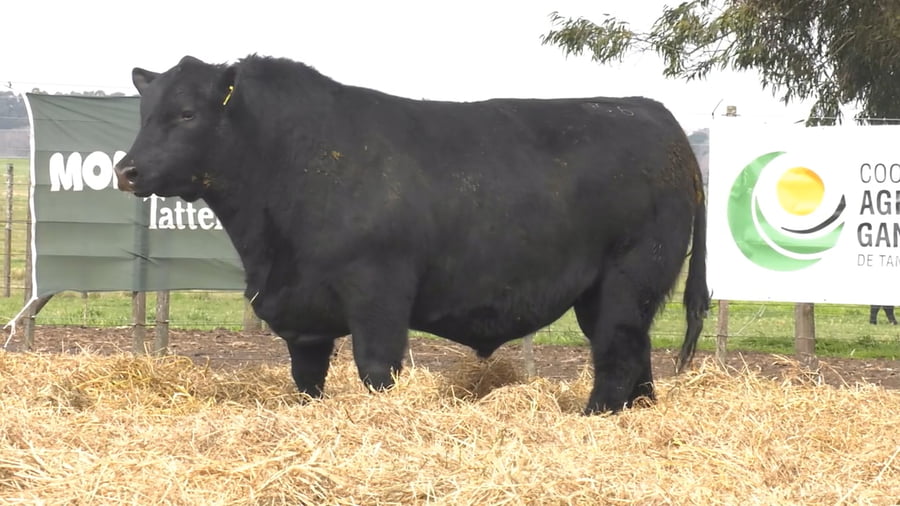 Lote TOROS PUROS POR CRUZA