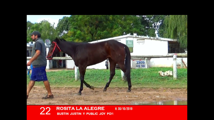 Lote ROSITA LA ALEGRE