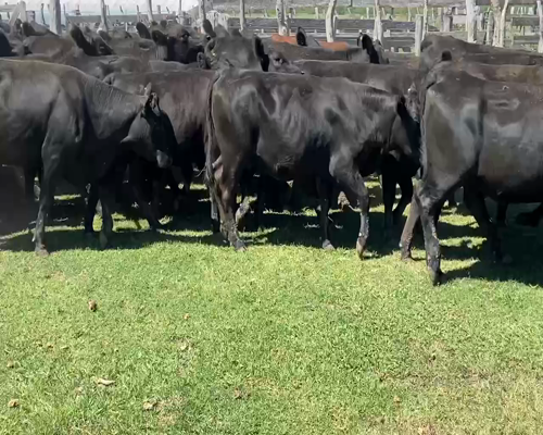 Lote 80 Vaquillonas preñadas en Rosario del Tala, Entre Ríos