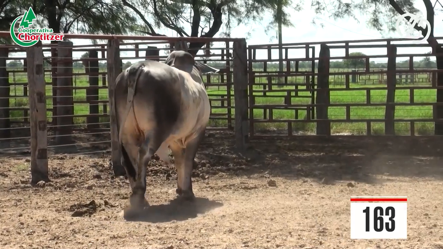 Lote Brahman