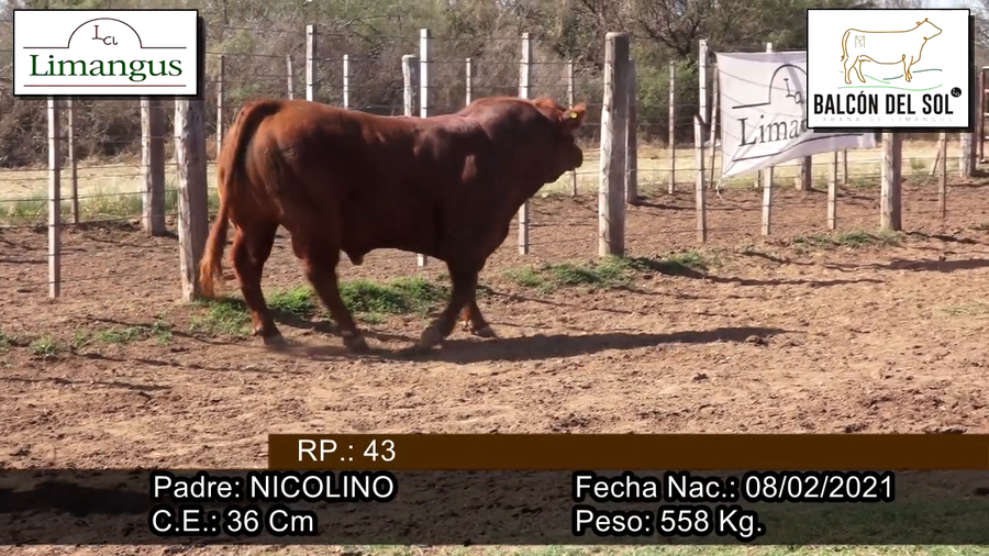 Lote Toro PC