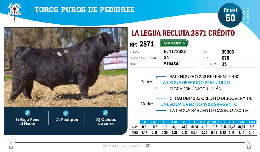 Lote TOROS ANGUS  PP