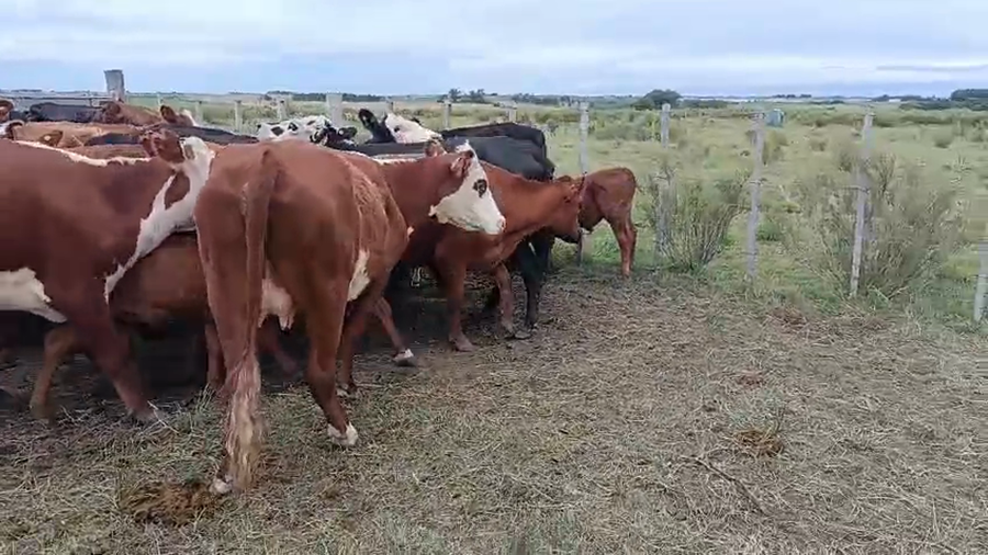 Lote 56 Piezas de cría a remate en Ultima pantalla del año - Escritorio Camy, San José