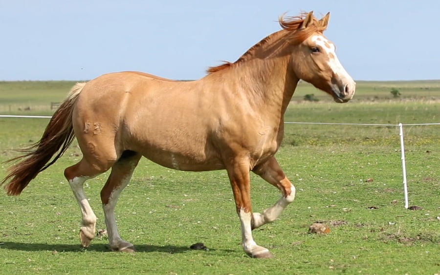 Lote Aldeana de La Reserva