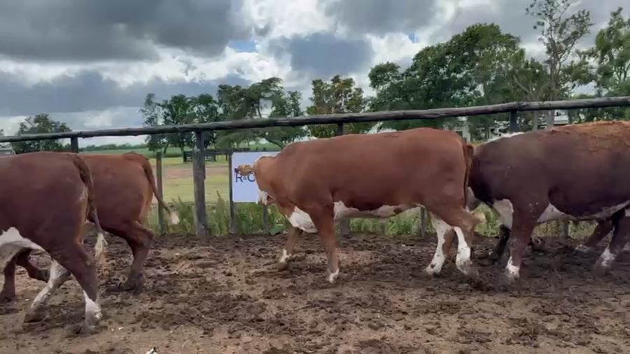 Lote 34 Novillos exportación